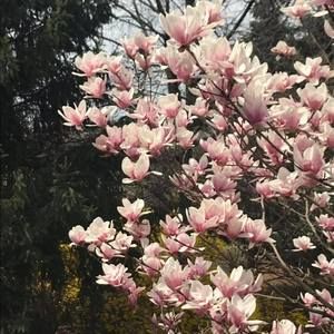 Meet your Posher, Ann